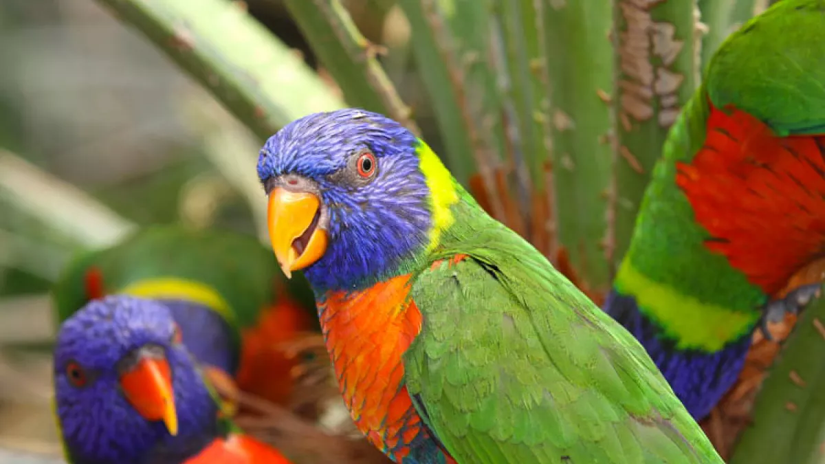 Des perroquets colorés du parc des oiseaux Des perroquets colorés du parc des oiseaux