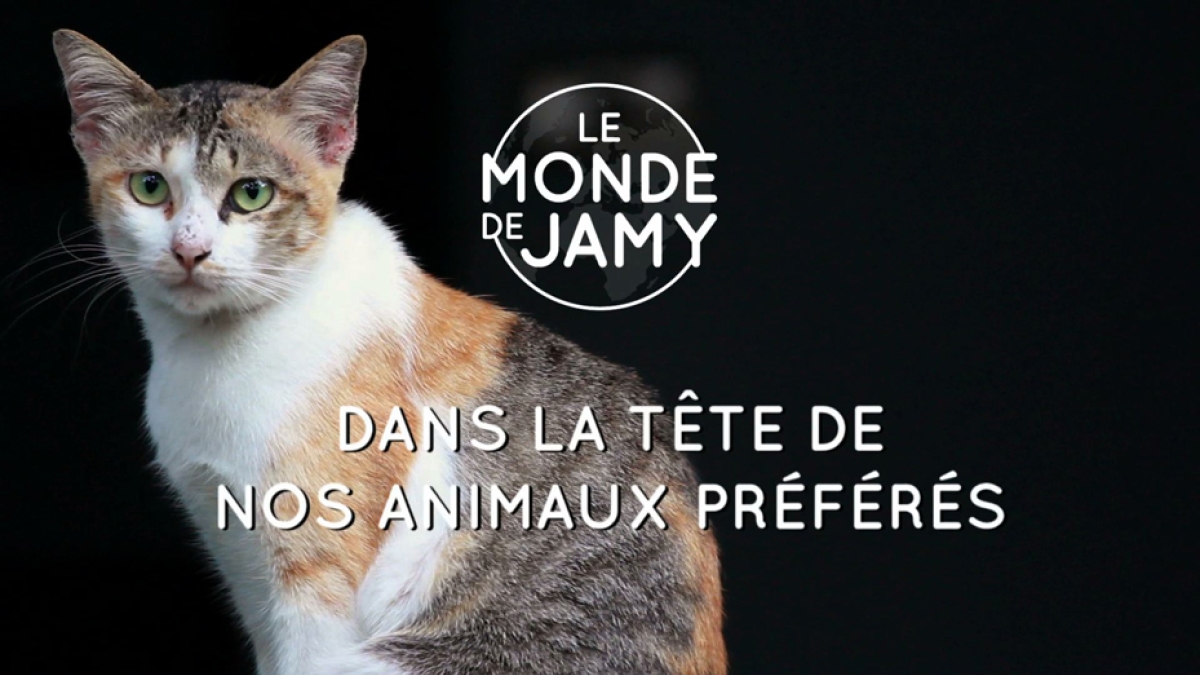 Le Monde De Jamy Francetvpro Fr