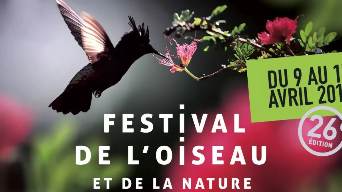 Copyright Festival de l'oiseau Festival de l'oiseau