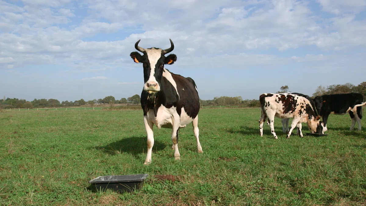Le veau, la vache et le territoire Le veau, la vache et le territoire