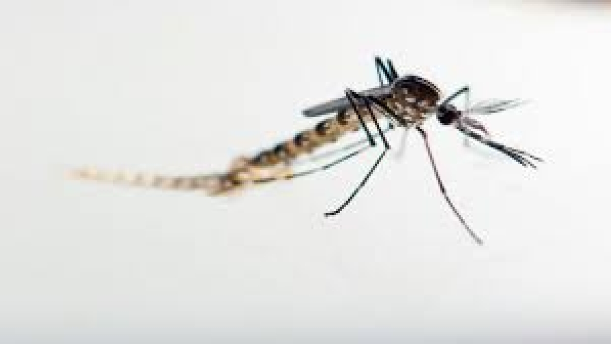 UNE EMISSION "SPECIALE ZIKA" le zika