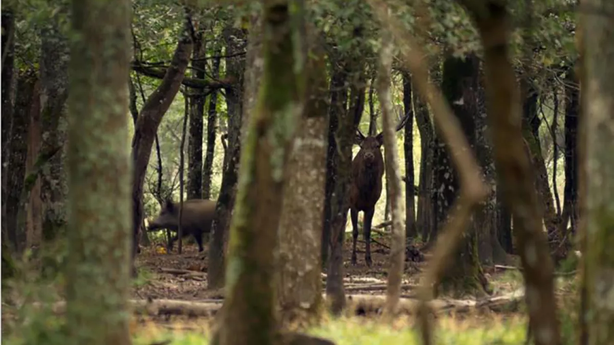 Forêt Forêt