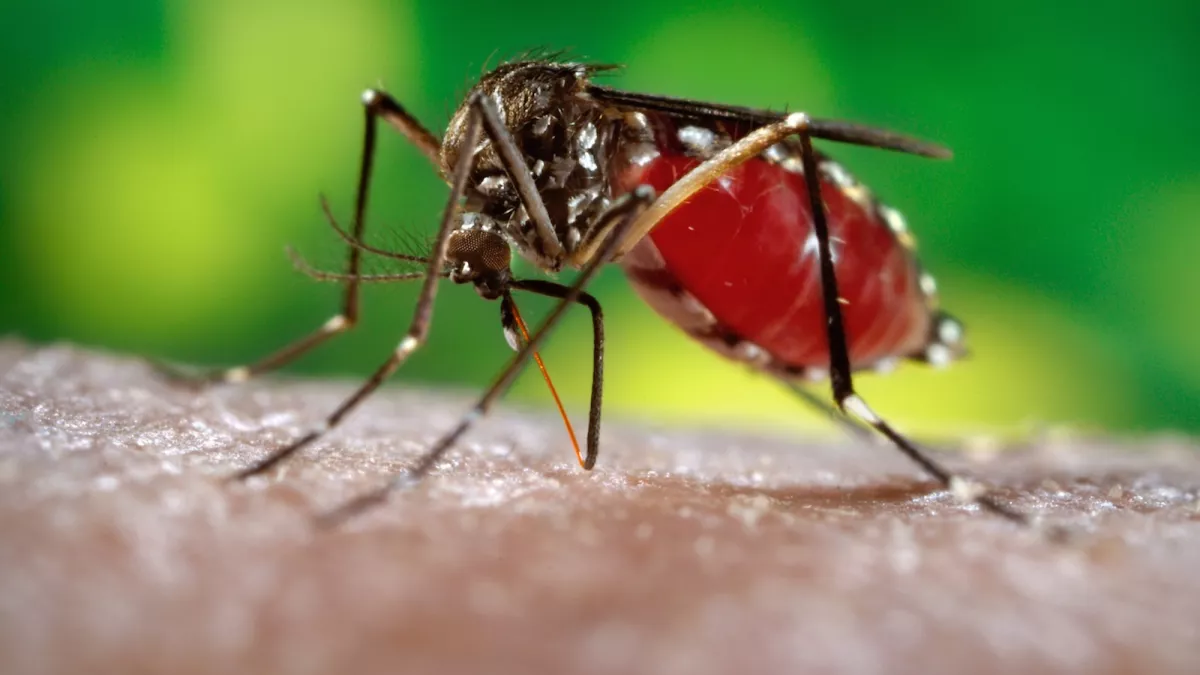 zika zika