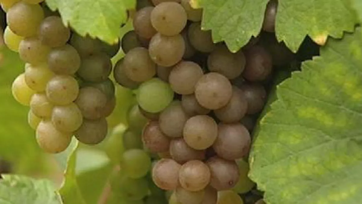 France 3 Alsace à la Foire aux Vins de Colmar - crédit FTV France 3 Alsace à la Foire aux Vins de Colmar