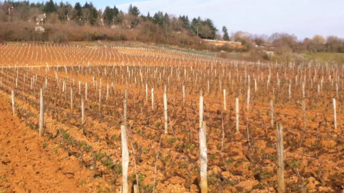 Les vignes surplombent Dijon Les vignes surplombent Dijon