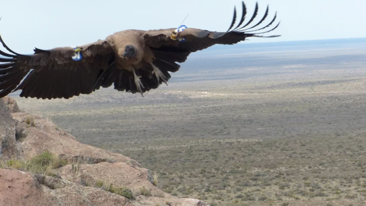 Ayni, l'odyssée du condor ©J-R Meslin Ayni le condor