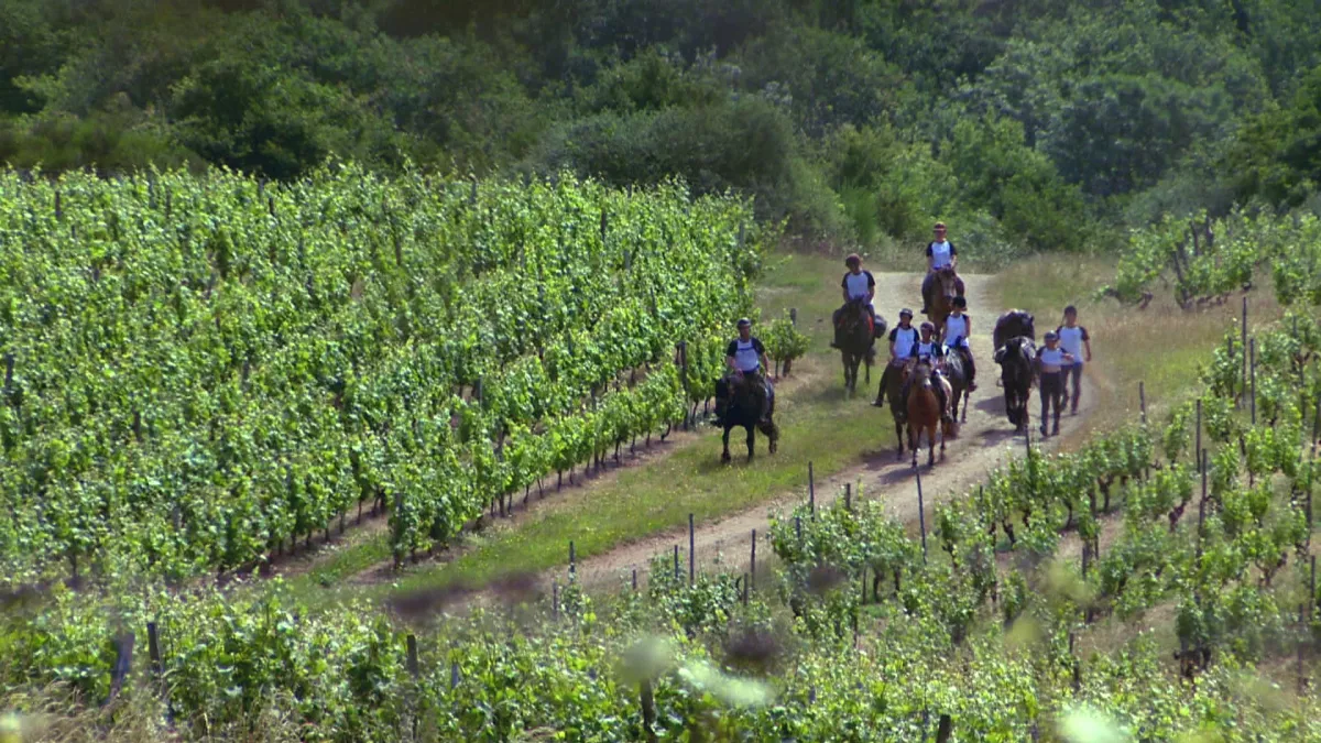 Vignes Vignes