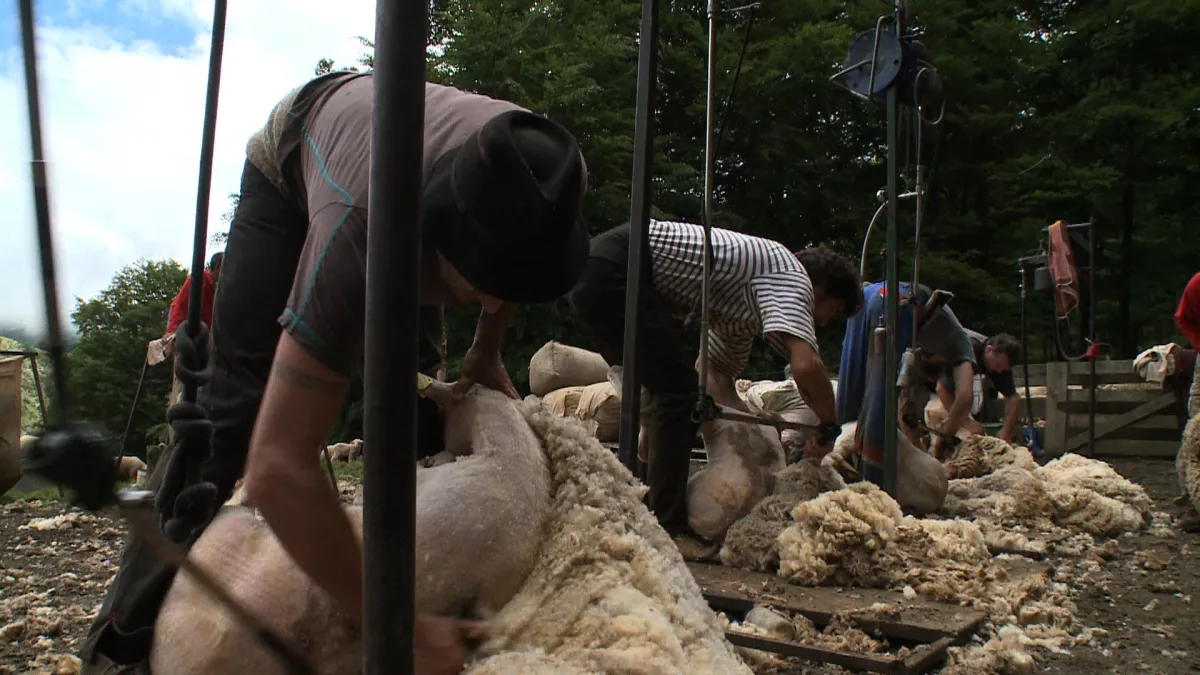 La danse du tondeur Tonte d'un mouton