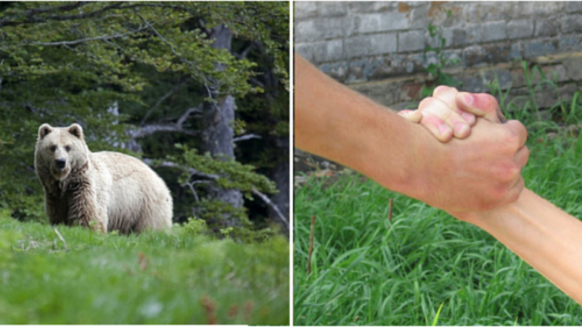 ours et deux mains