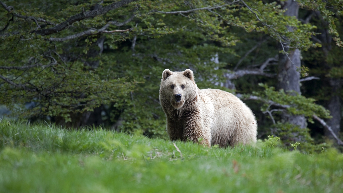 Ours des Pyrénées