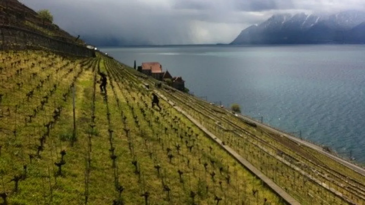 Le canton de Vaud, vignoble suisse Le canton de Vaud, vignoble suisse