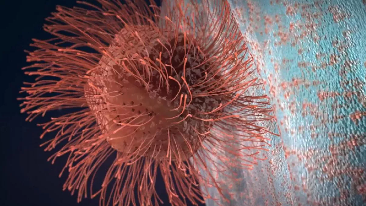 Imitant une bactérie, Mimivirus pénètre par phagocytose dans les amibes et se multiplie. © Transparences Productions VIRUS GEANTS