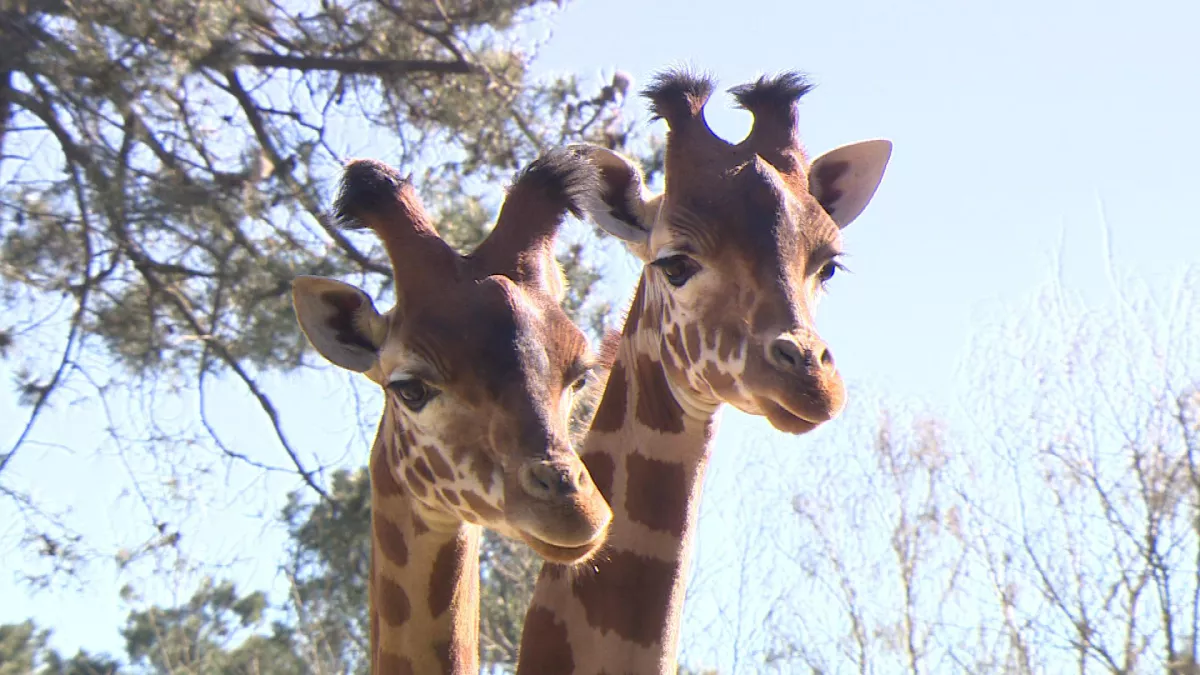 Une saison au zoo, le mag