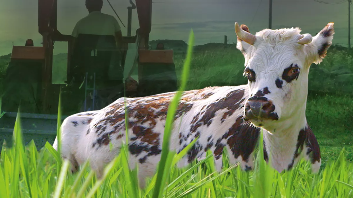 Le veau, la vache et le territoire Le veau, la vache et le territoire