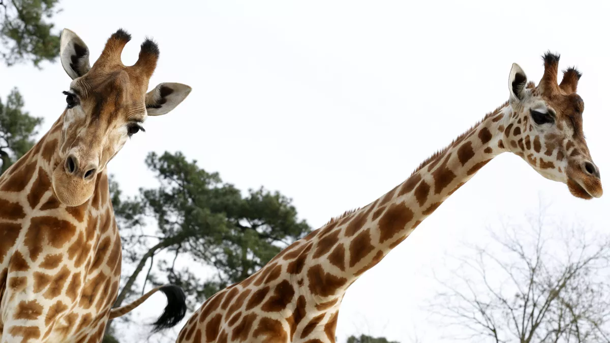 girafes girafes