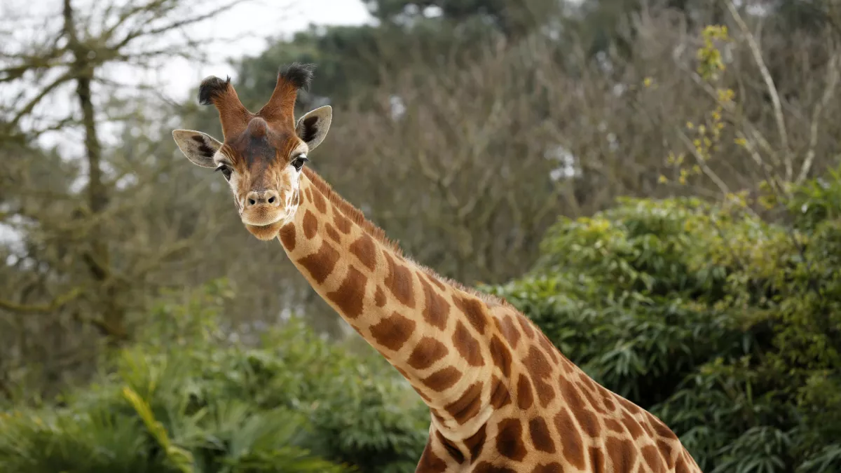 Gilles GUSTINE / FTV / SIPA UNE SAISON AU ZOO