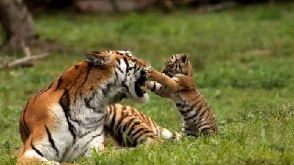 Animaux / copyright Arnaud Gobin Animaux