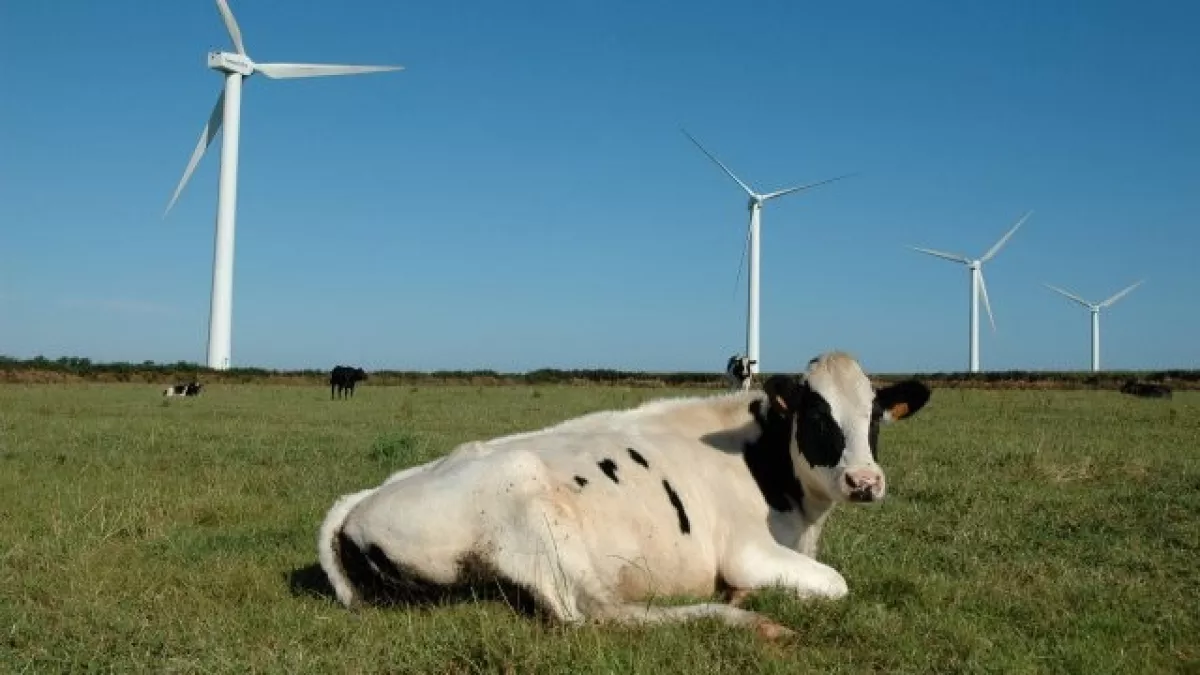 vache vache
