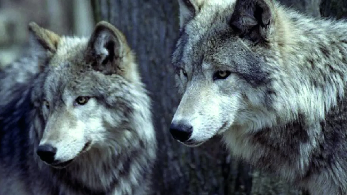 Loups du Gévaudan Loups du Gévaudan