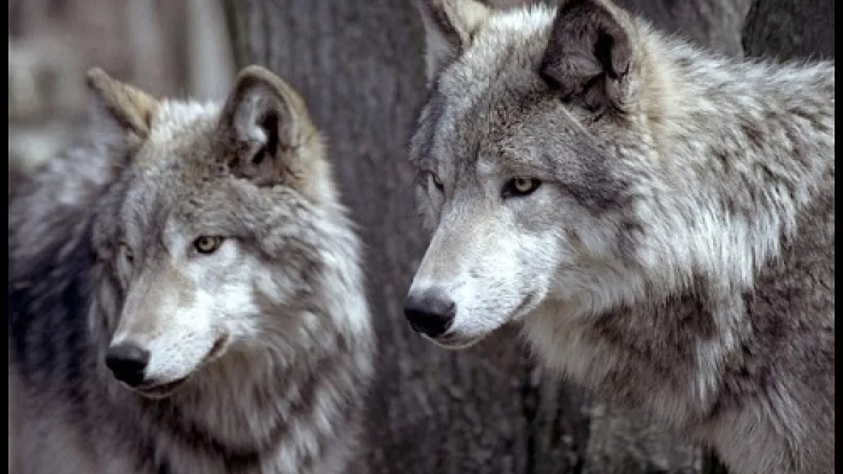E2R Loups E2R Loups