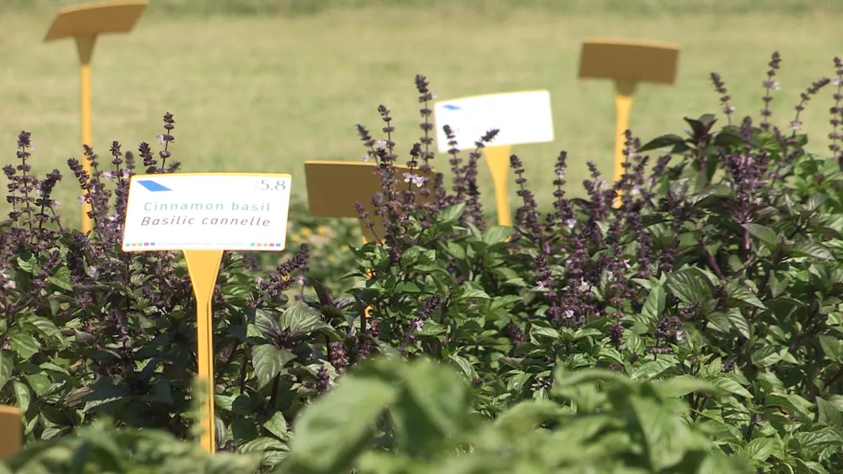 © Magneto Presse FINES HERBES ET GRANDS SECRETS
