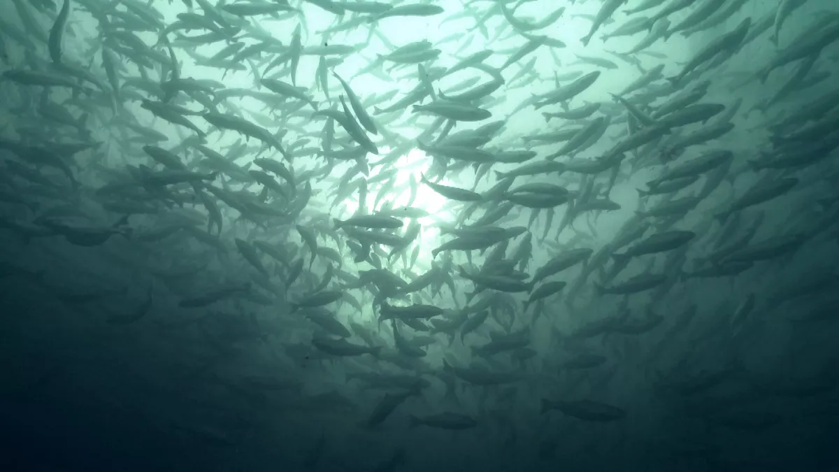 thalassa saumon thalassa saumon