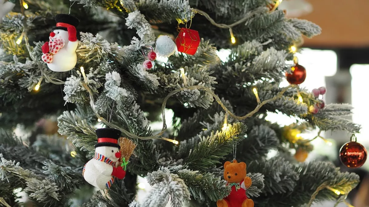 Sapin Sapin