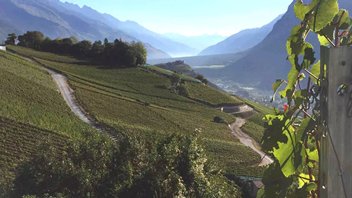 Vignoble suisse Vignoble suisse