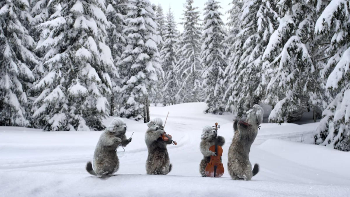 Les marmottes dans la neige Les marmottes dans la neige