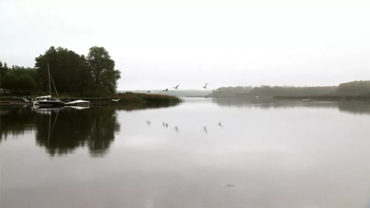Oiseaux en envol - © Nomades TV Oiseaux en envol - © Nomades TV
