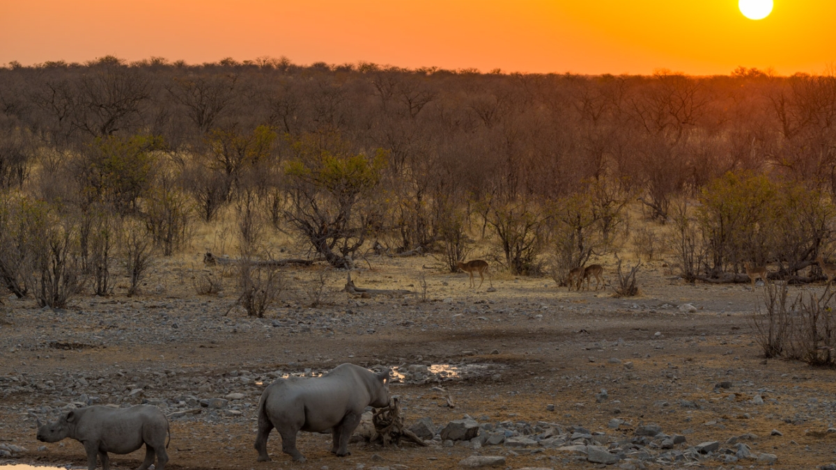 Une saison dans la savane Une saison dans la savane