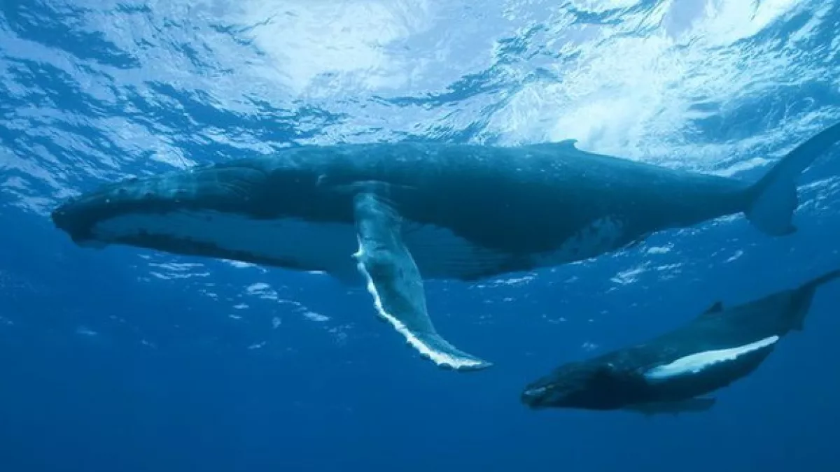 GRANDEURS NATURE : LE PEUPLE DES OCEANS GRANDEURS NATURE : LE PEUPLE DES OCEANS