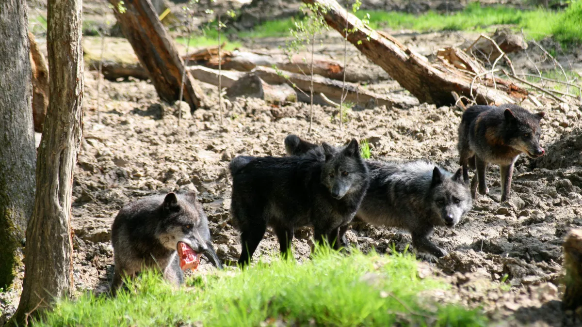Les loups noirs - © Delphine DE LUCIA MaxPPP Les loups noirs - © Delphine DE LUCIA MaxPPP