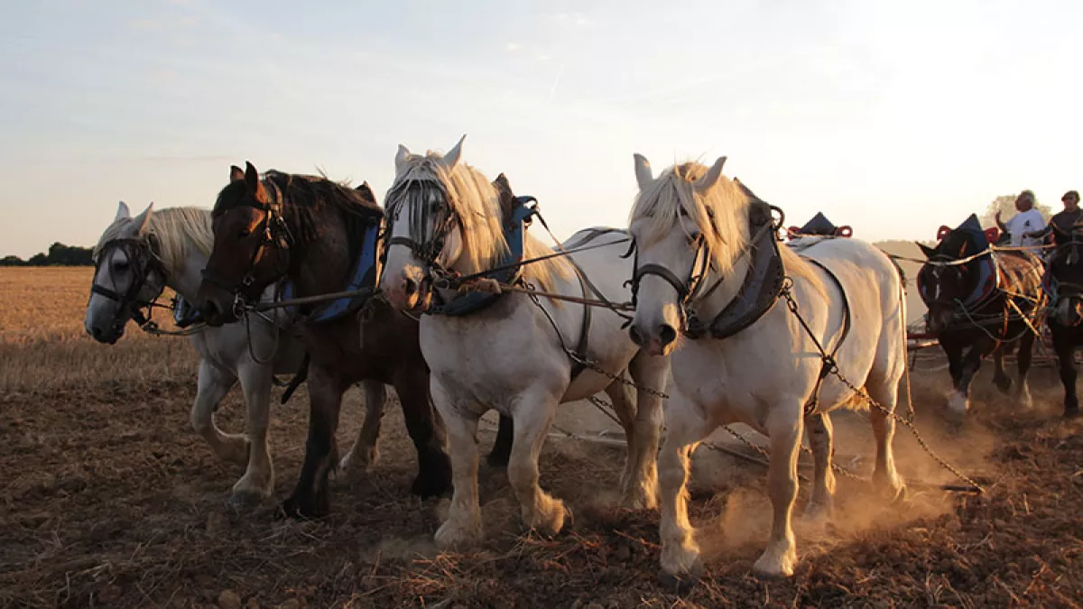 Trait de vie - Crédit VraiVrai Films Chevaux de Trait