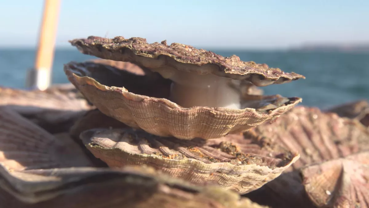 © Capa COQUILLES SAINT-JACQUES