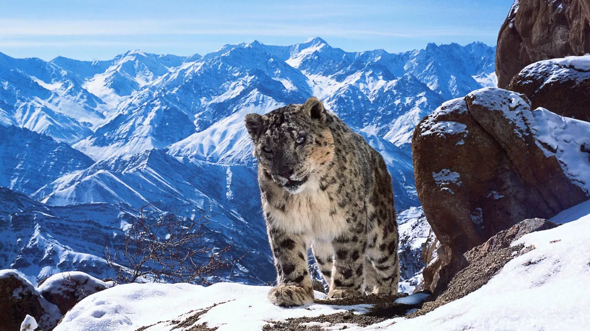 © BBC PLANÈTE ANIMALE