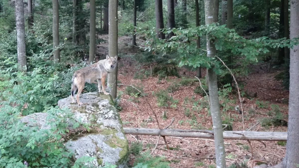 En quête de loup - crédit MCA En quête de loup