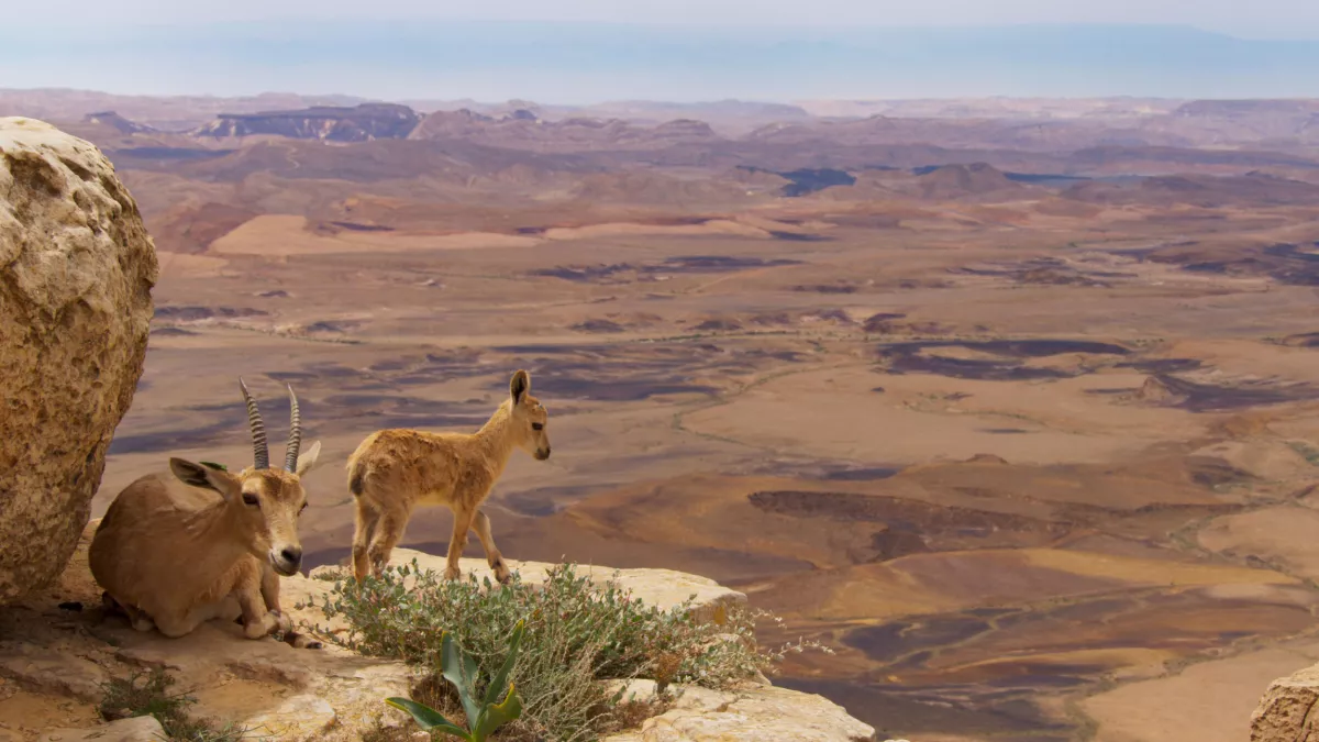 © BBC 2016 PLANÈTE ANIMALE