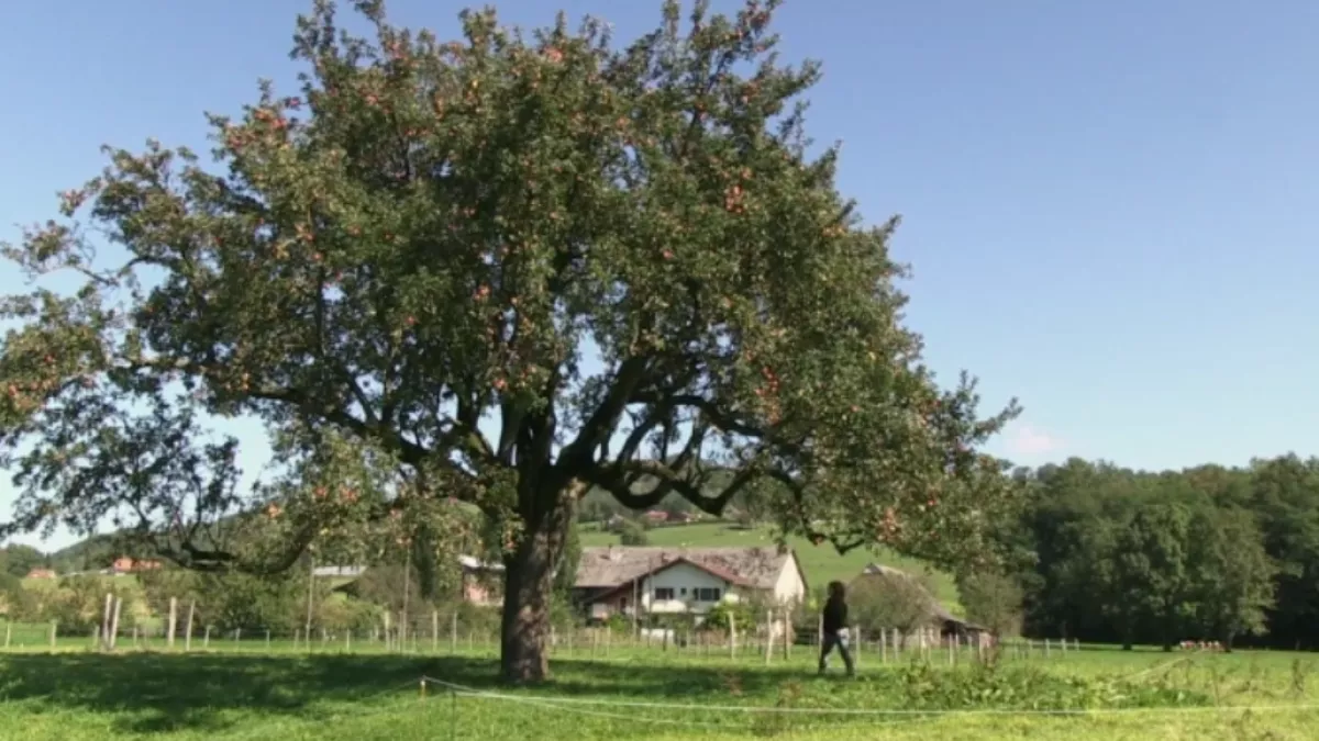 Le secret dans l'arbre Le secret dans l'arbre