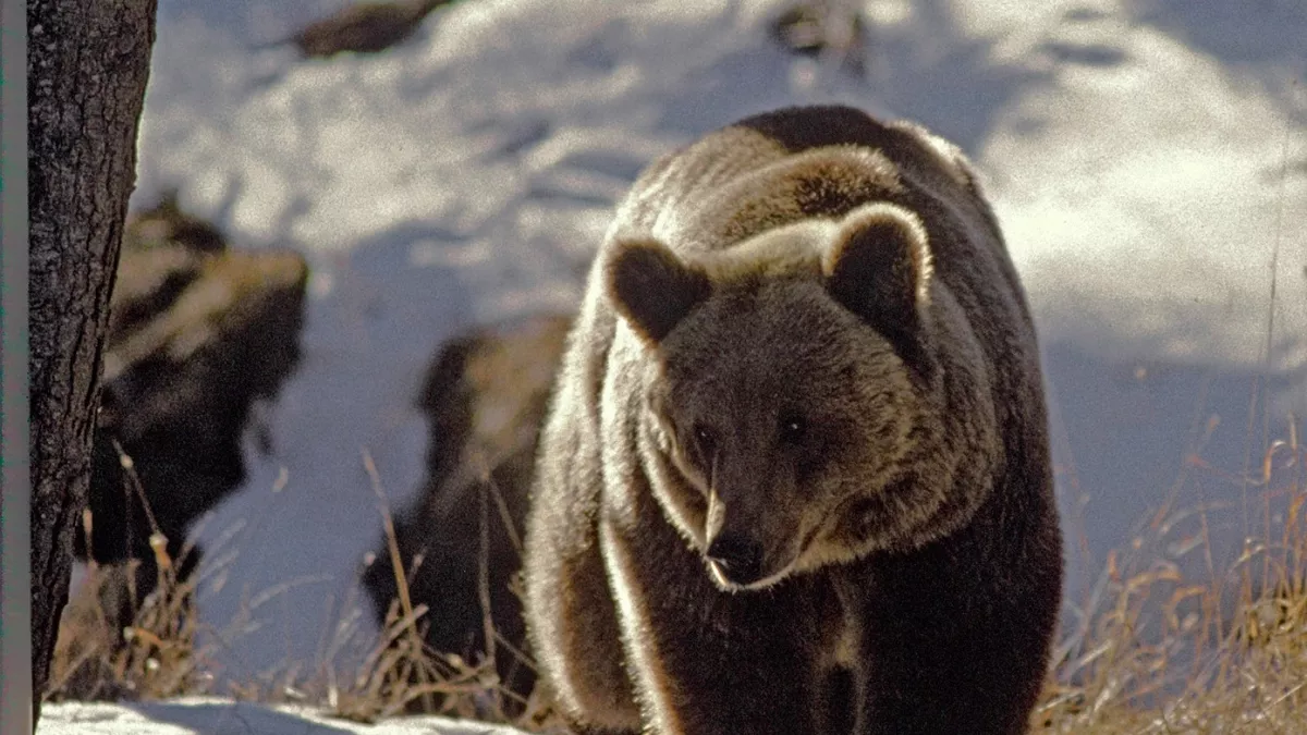 L'ours, histoire d'un retour - 2003 © Blizzard-productions - Photo Serge Lardos L'ours, histoire d'un retour - 2003 © Blizzard-productions - Photo Serge Lardos