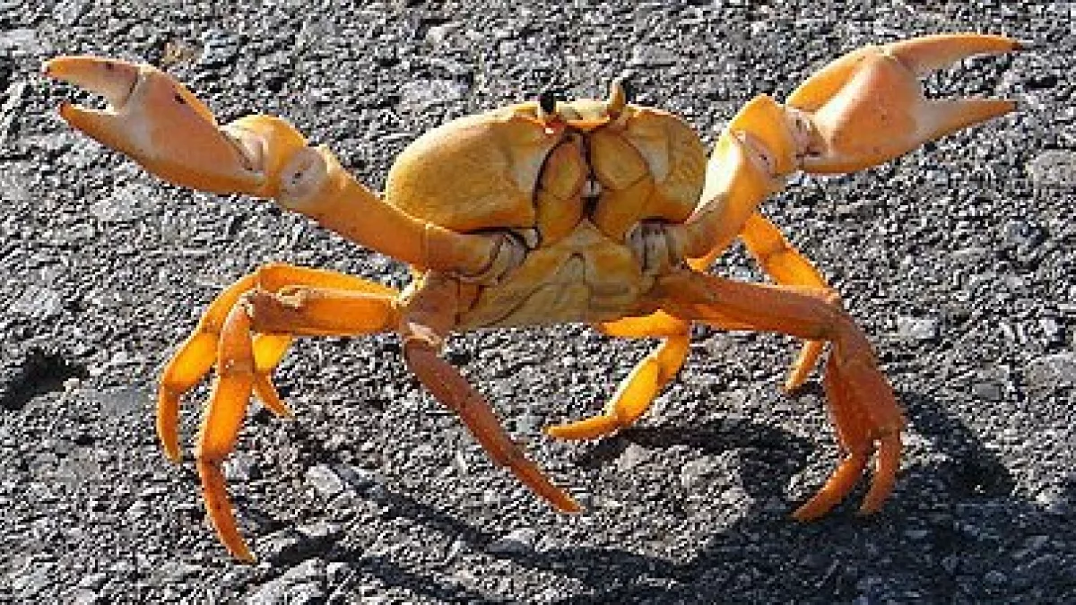LES TEMPS FORTS DE PÂQUES Fête du crabe@la1ere.francetvinfo.fr