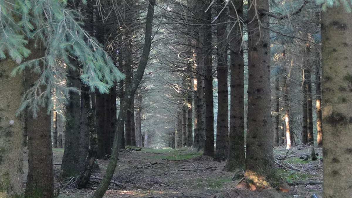 Des bois noirs - crédit L'atelier documentaire Des bois noirs