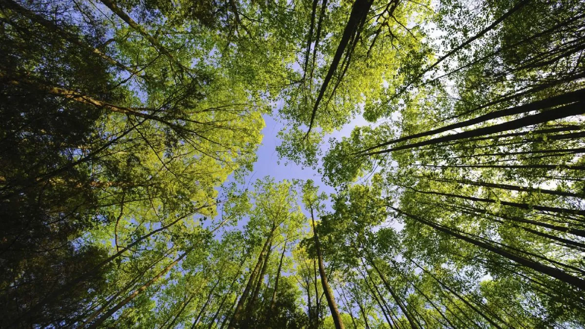 Mal hêtre : enquête sur la forêt française Mal hêtre : enquête sur la forêt française