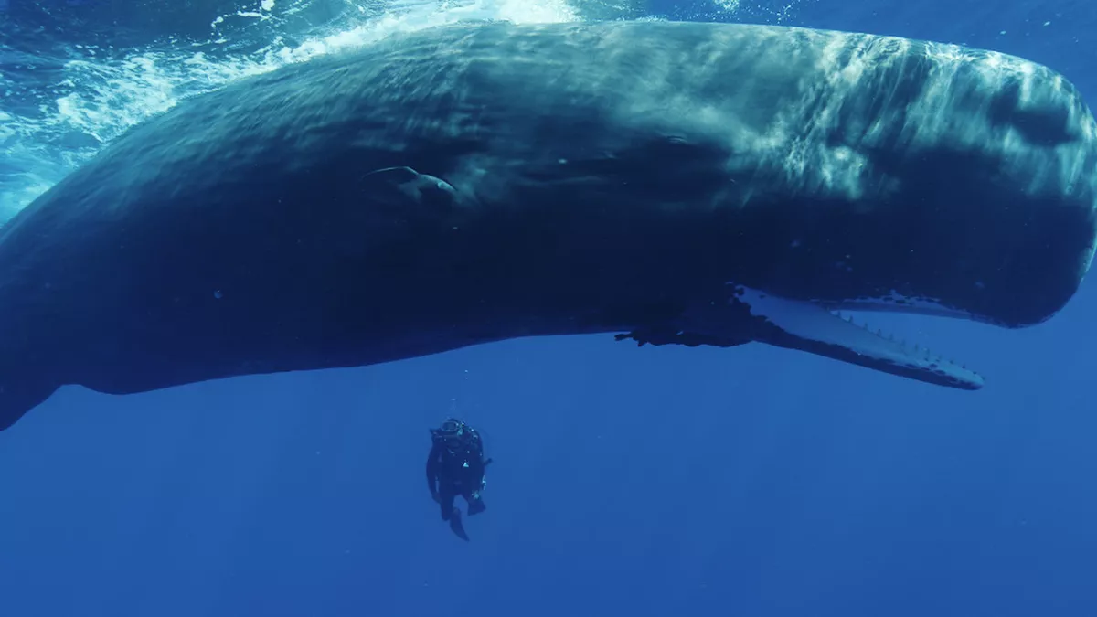 LA PLANETE DES GEANTS GEANTS