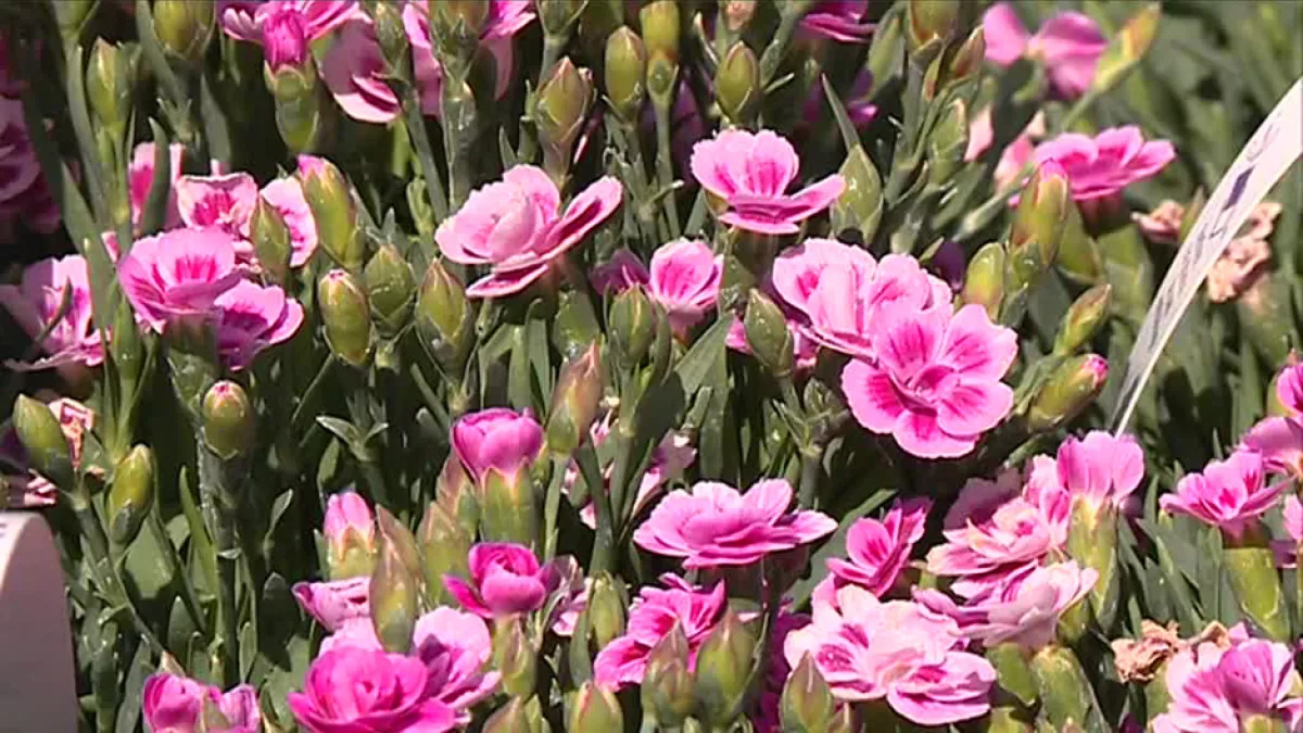 Le printemps Le printemps