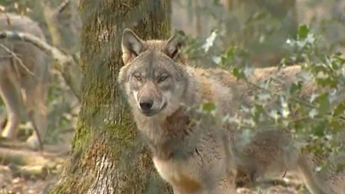 Loup Loup