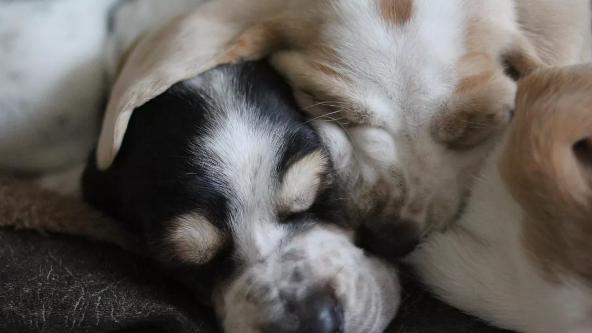 © Brook Lapping Production UNE VIE DE CHIOT