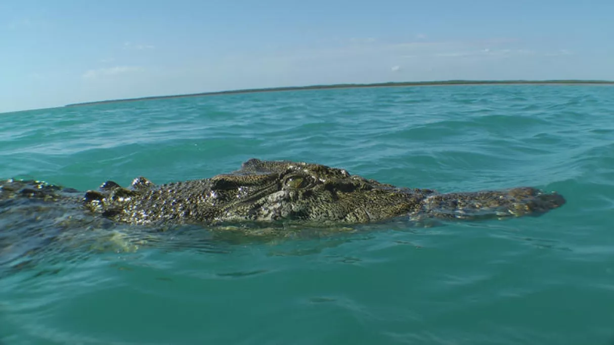 Croco Croco
