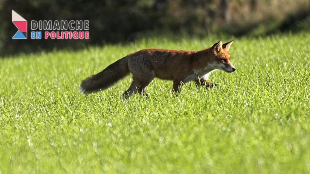 Renard © MaxPPP Simon Luc Renard © MaxPPP Simon Luc