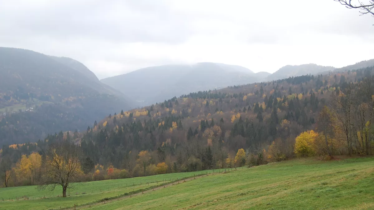 C'est là ! Jura, terre de bois C'est là ! Jura, terre de bois